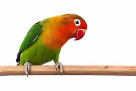 Fisher Lovebird pair 2500