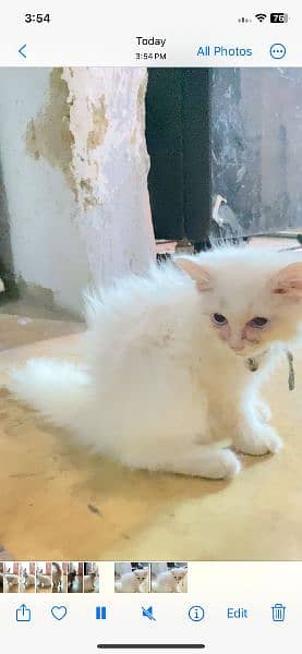 4 month kitten 1