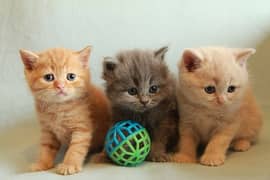 Persian cat/Persian kittens/triple coated/punch face/peki face