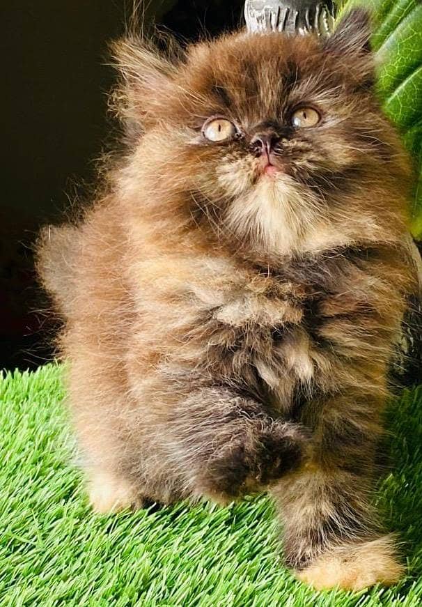 Persian cat/Persian kittens/triple coated/punch face/peki face 3