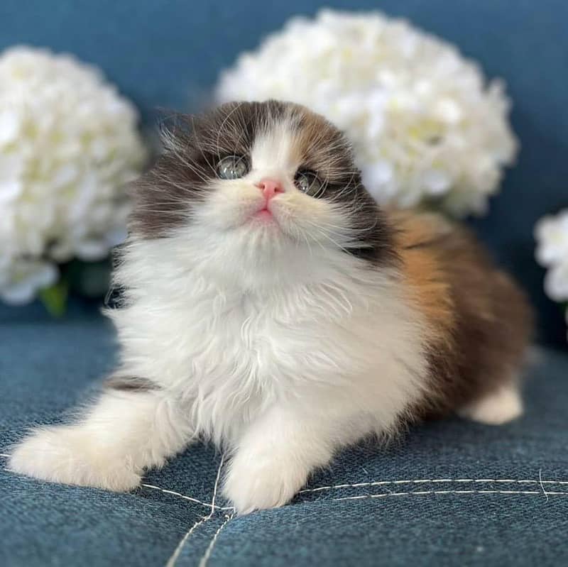 Persian cat/Persian kittens/triple coated/punch face/peki face 5