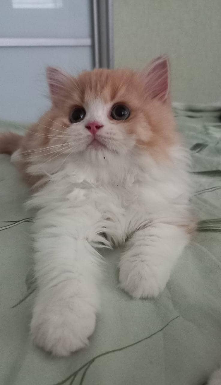 Persian cat/Persian kittens/triple coated/punch face/peki face 6