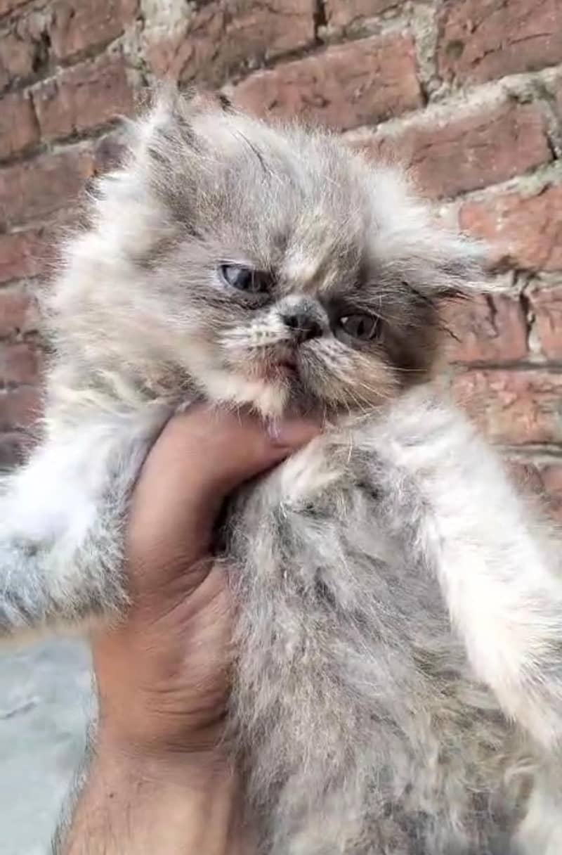 Persian cat/Persian kittens/triple coated/punch face/peki face 7