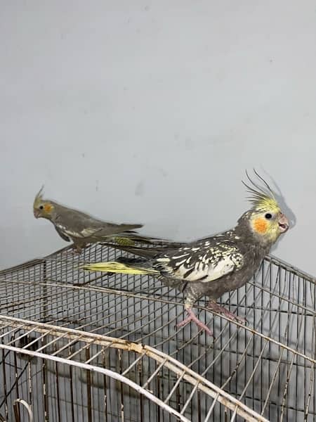 cocktail hand tame pair for sale 5