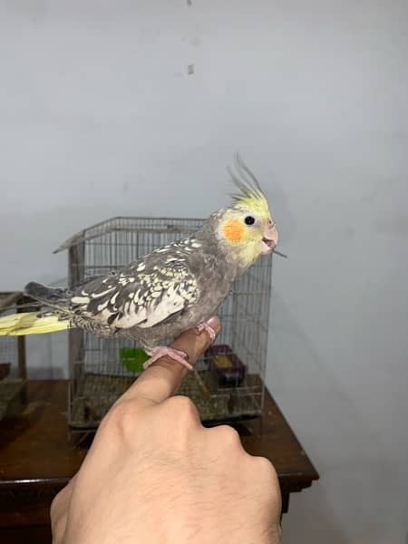 cocktail hand tame pair for sale 0