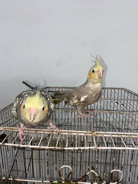 cocktail hand tame pair for sale 7