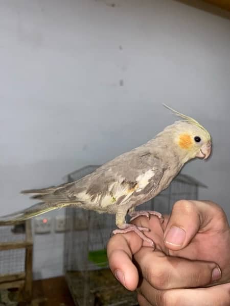 cocktail hand tame pair for sale 10