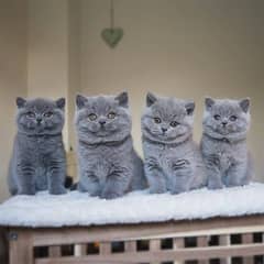 Persian cat/Persian kittens/triple coated/punch face/peki face 0