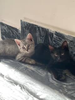 two half persian kittens for free