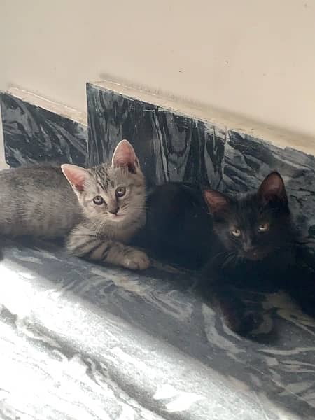 two half persian kittens for free 0