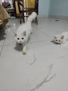 2 persian kittens for sale triple coat