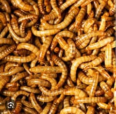 Live meal worms for sale.