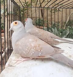 lotino pasnata & red dove