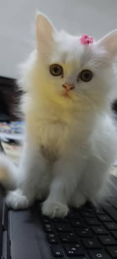 Pure Persian kitten for sell