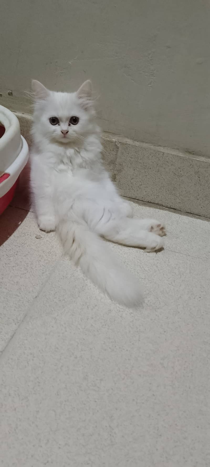Pure Persian kitten for sell 1