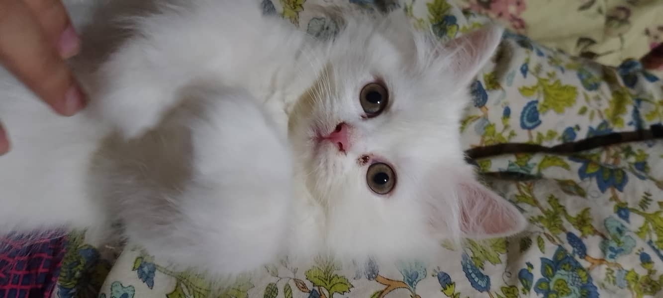 Pure Persian kitten for sell 2