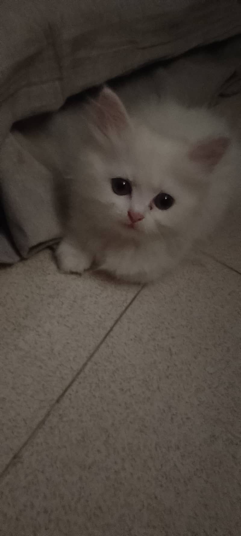 Pure Persian kitten for sell 5