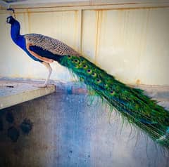 Peacock 0