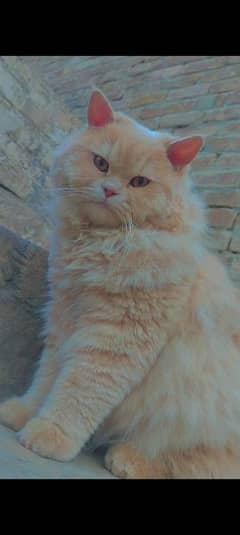 Persian Male cat 3 Cote available fully trained and friendly 0