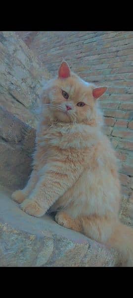 Persian Male cat 3 Cote available fully trained and friendly 1