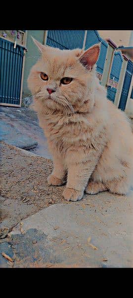 Persian Male cat 3 Cote available fully trained and friendly 2