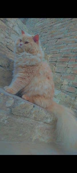 Persian Male cat 3 Cote available fully trained and friendly 3