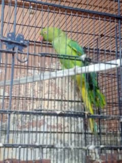 Ringnecks pairs