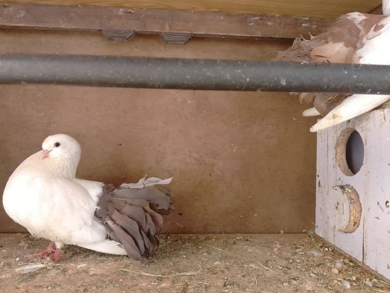 Brown fantail pigeons pair 2