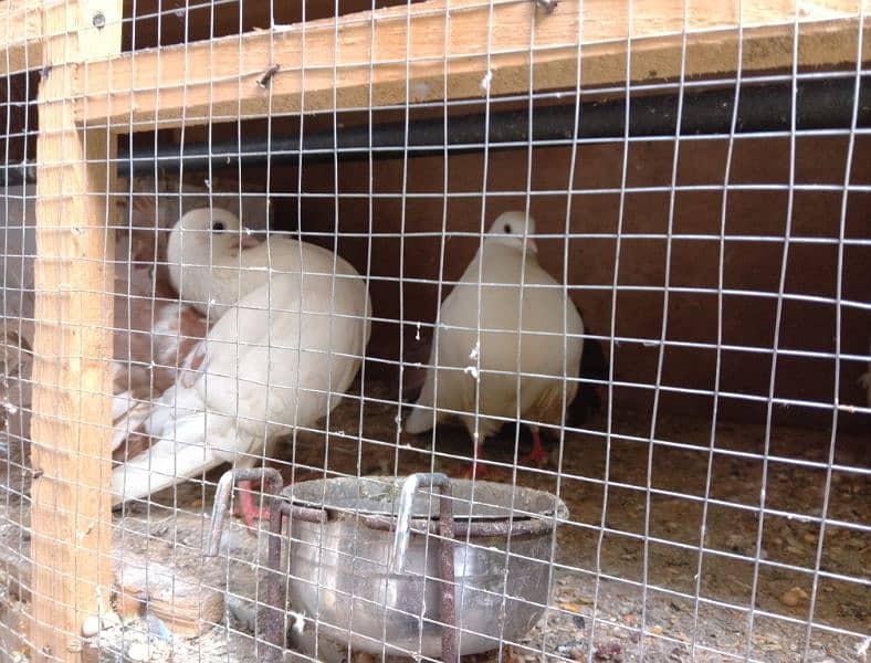 Brown fantail pigeons pair 3
