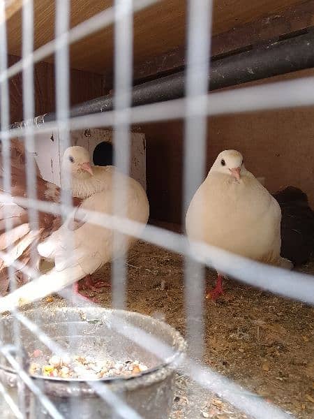 Brown fantail pigeons pair 5