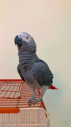 Talking and hand tamed African grey for sale