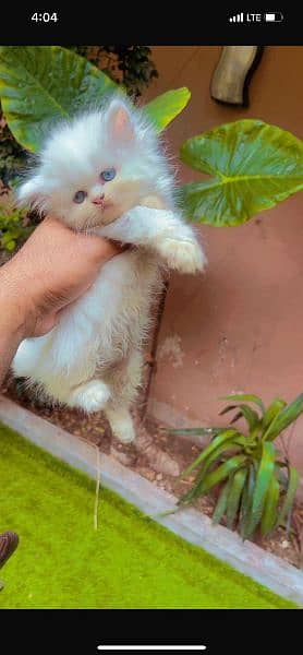 tripple coat punch face persian kitten available for sale 0