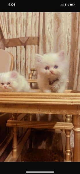 tripple coat punch face persian kitten available for sale 1