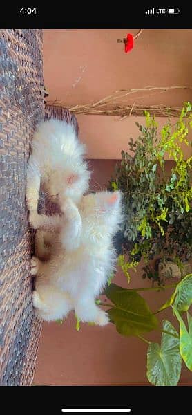 tripple coat punch face persian kitten available for sale 2