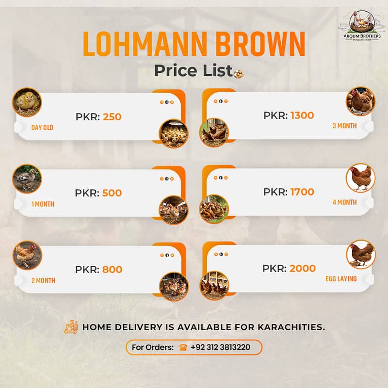 Lohmann Brown (Day Old - Egg Laying/Breeder) 10