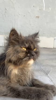 persian cat