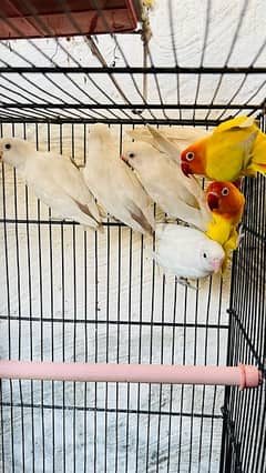 love birds Albino Lutino Sable Parblue Euwing jumbo size 03116900474