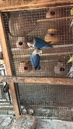 lovebird pathay and breeder pair and bajri pair,  contact 03077965568