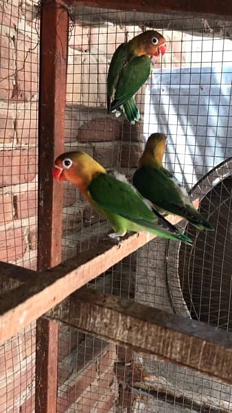 lovebird pathay and breeder pair and bajri pair,  contact 03077965568 0