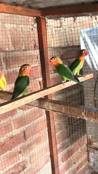 lovebird pathay and breeder pair and bajri pair,  contact 03077965568 1