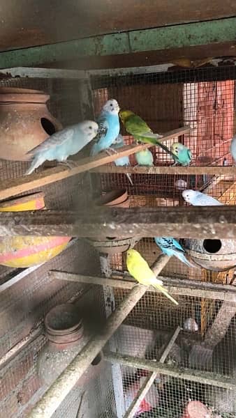 lovebird pathay and breeder pair and bajri pair,  contact 03077965568 4