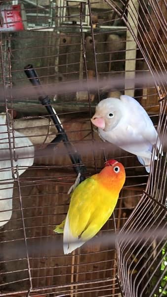 lovebird pathay and breeder pair and bajri pair,  contact 03077965568 5