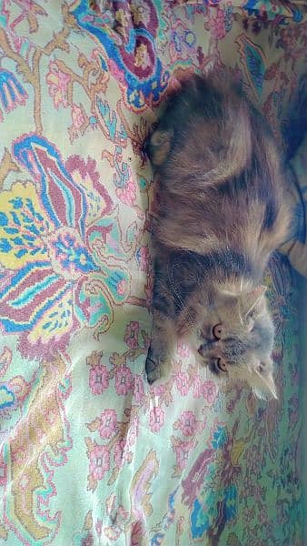 parsian cat female for sale 0