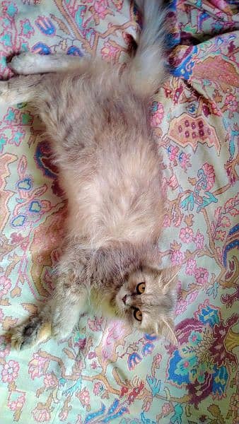 parsian cat female for sale 3