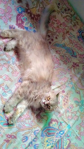 parsian cat female for sale 7