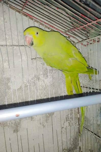 Ringneck adult males for sale 0