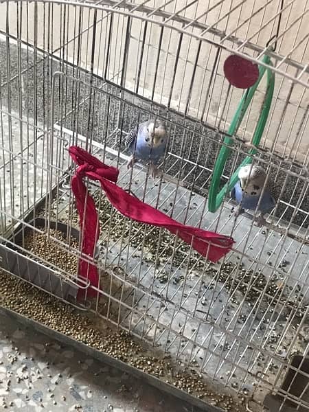 Australian parrots pairs for sale with cage an eggs 0