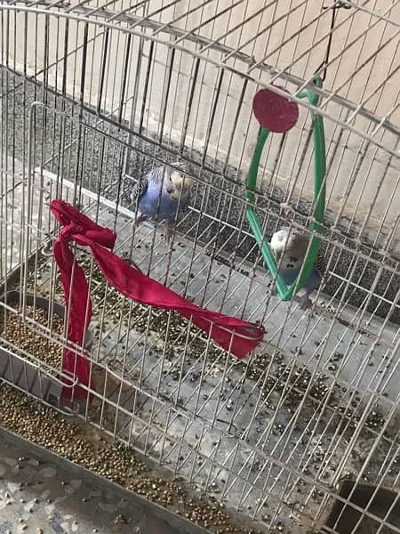 Australian parrots pairs for sale with cage an eggs 2