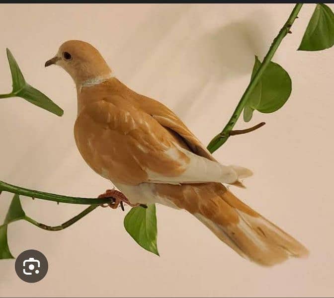 orange ringneck dove 0