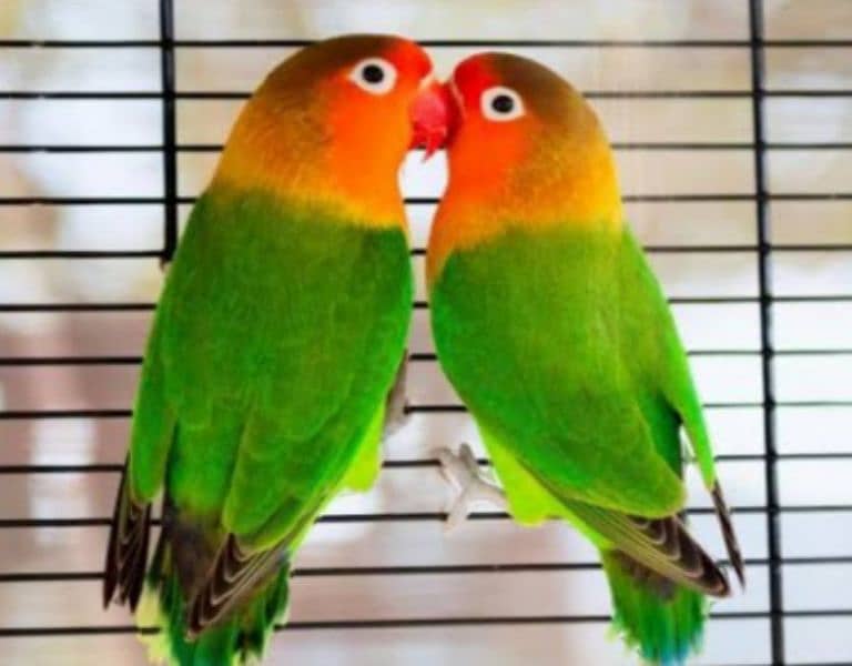 fisher love bird pair For sale 0